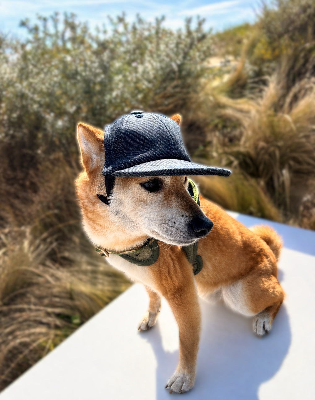 OKAYAMAドッグキャップ｜岡山デニム国内縫製 愛犬用キャップ